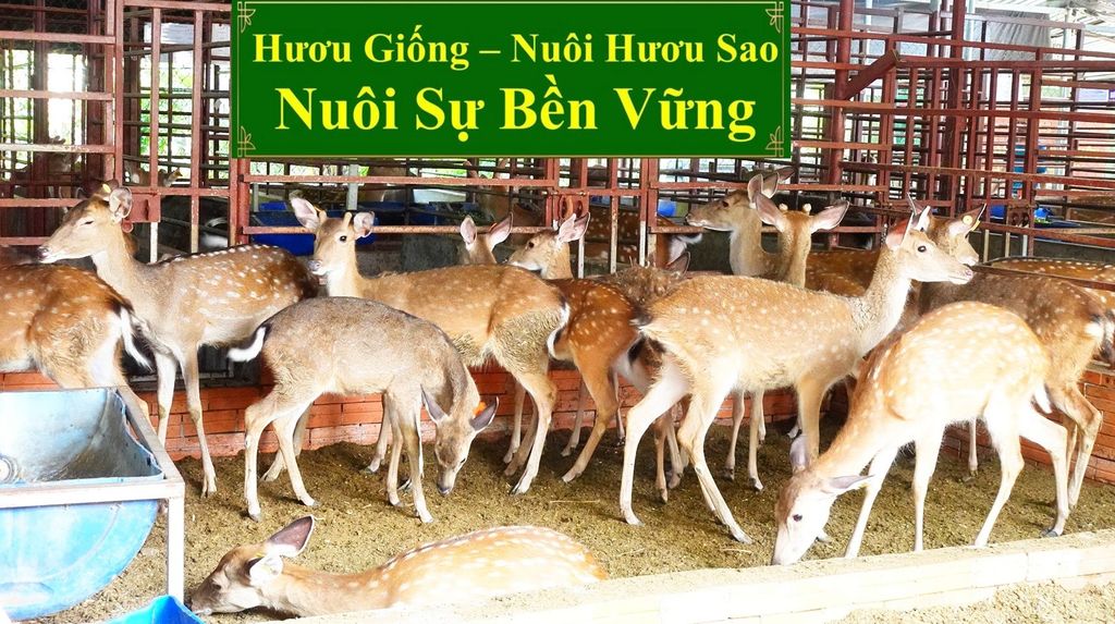 HƯƠU GIỐNG - NUÔI HƯƠU SAO NUÔI SỰ BỀN VỮNG