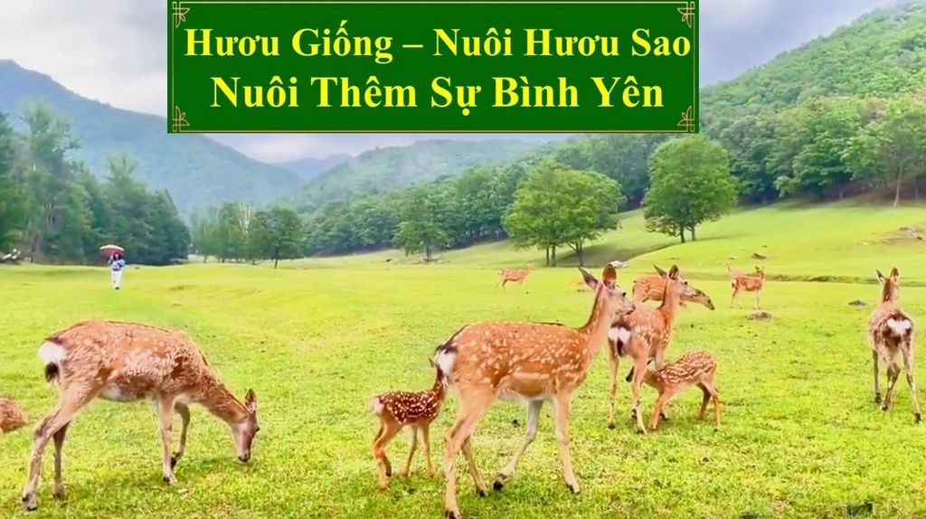 HƯƠU GIỐNG - NUÔI HƯƠU SAO NUÔI THÊM SỰ BÌNH YÊN