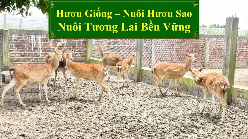 HƯƠU GIỐNG - NUÔI HƯƠU SAO NUÔI TƯƠNG LAI BỀN VỮNG