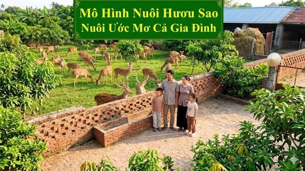 MÔ HÌNH NUÔI HƯƠU SAO - NUÔI ƯỚC MƠ CẢ GIA ĐÌNH