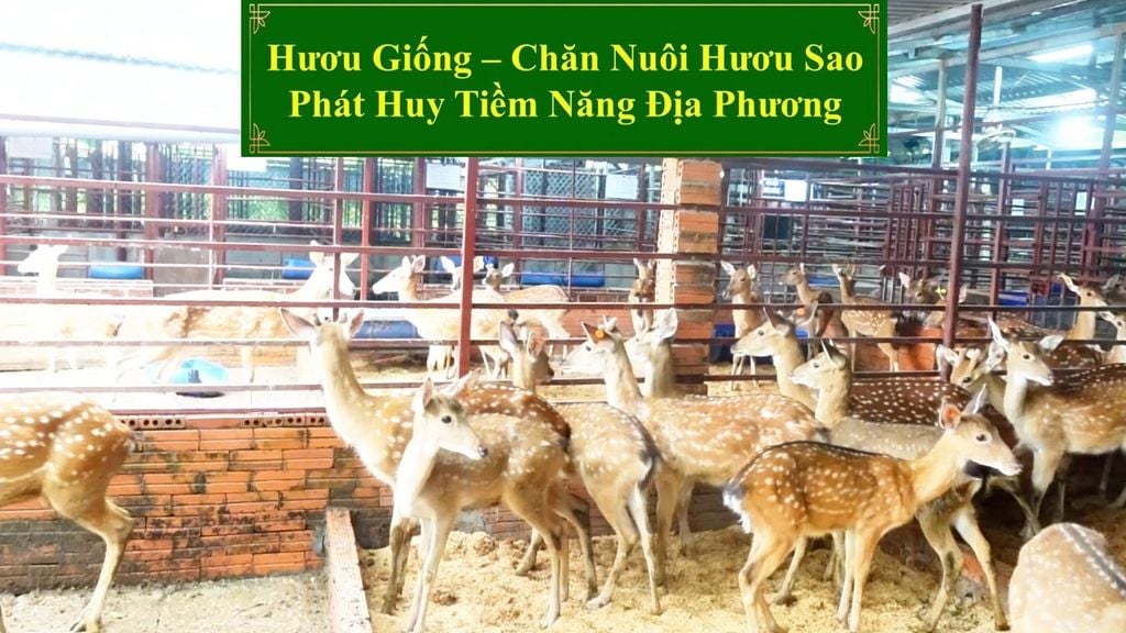 HƯƠU GIỐNG - CHĂN NUÔI HƯƠU SAO PHÁT HUY TIỀM NĂNG ĐỊA PHƯƠNG