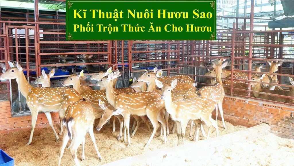 KĨ THUẬT NUÔI HƯƠU SAO - PHỐI TRỘN THỨC ĂN CHO HƯƠU