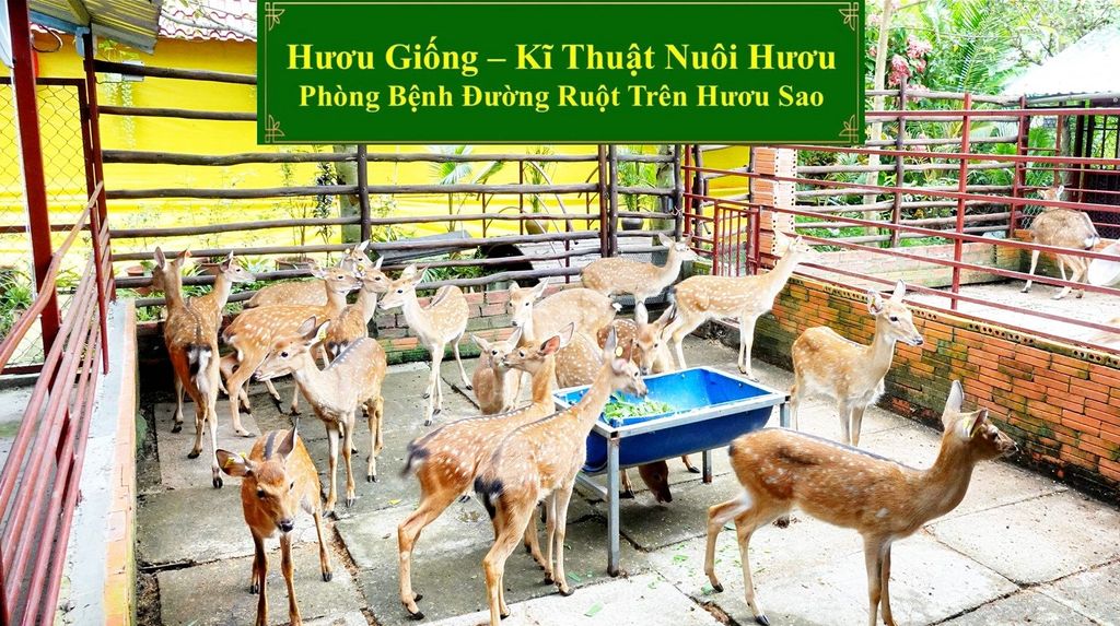 HƯƠU GIỐNG - KĨ THUẬT NUÔI HƯƠU PHÒNG BỆNH ĐƯỜNG RUỘT TRÊN HƯƠU SAO