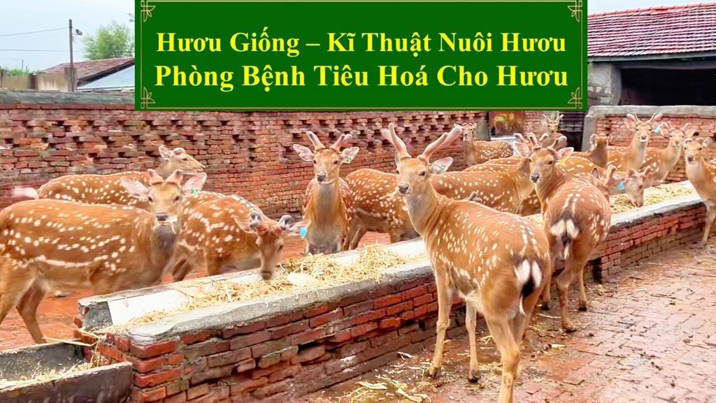 HƯƠU GIỐNG - KĨ THUẬT NUÔI HƯƠU PHÒNG BỆNH TIÊU HOÁ CHO HƯƠU