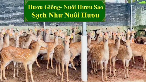HƯƠU GIỐNG - NUÔI HƯƠU SAO SẠCH NHƯ NUÔI HƯƠU