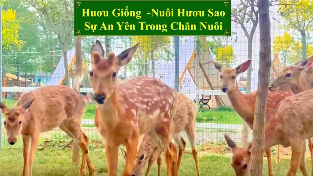 HƯƠU GIỐNG - NUÔI HƯƠU SAO SỰ AN YÊN TRONG CHĂN NUÔI