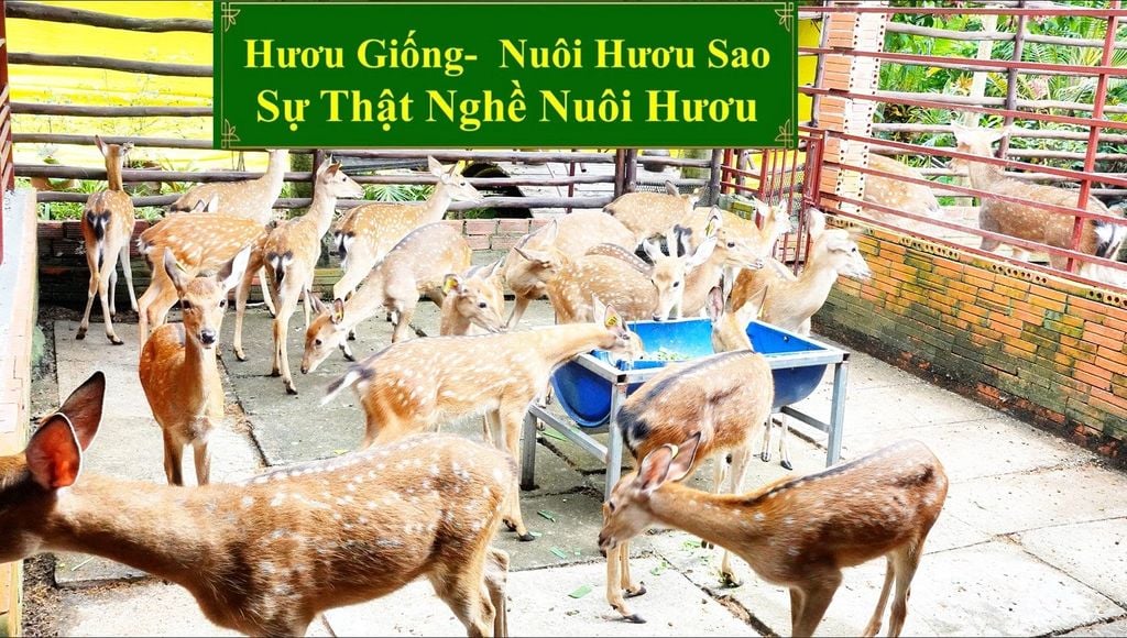 HƯƠU GIỐNG - NUÔI HƯƠU SAO SỰ THẬT NGHỀ NUÔI HƯƠU
