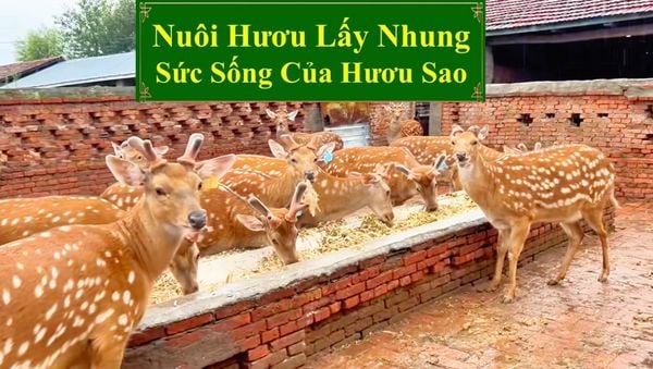 NUÔI HƯƠU LẤY NHUNG - SỨC SỐNG CỦA HƯƠU SAO