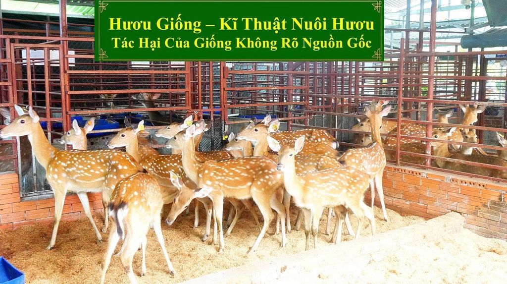 HƯƠU GIỐNG - KĨ THUẬT NUÔI HƯƠU TÁC HẠI CỦA GIỐNG KHÔNG RÕ NGUỒN GỐC