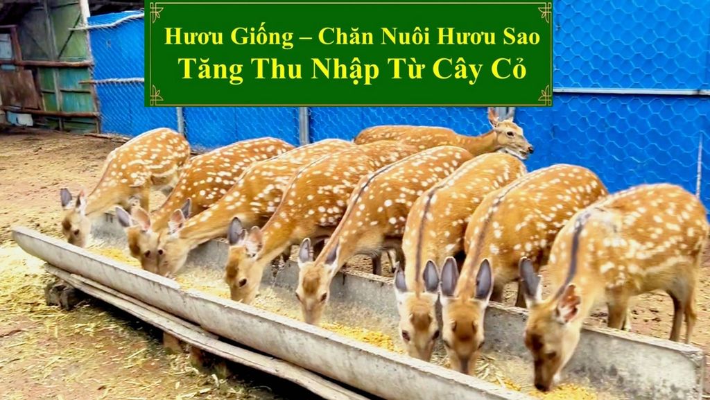 HƯƠU GIỐNG - CHĂN NUÔI HƯƠU SAO TĂNG THU NHẬP TỪ CÂY CỎ