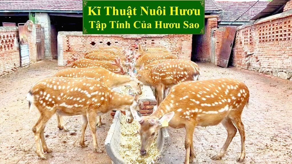 KĨ THUẬT NUÔI HƯƠU SAO - TẬP TÍNH CỦA HƯƠU