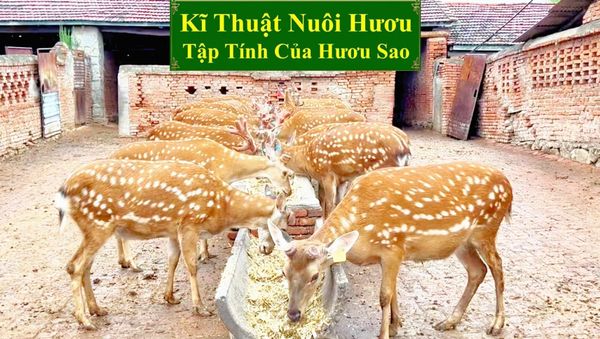 KĨ THUẬT NUÔI HƯƠU SAO - TẬP TÍNH CỦA HƯƠU