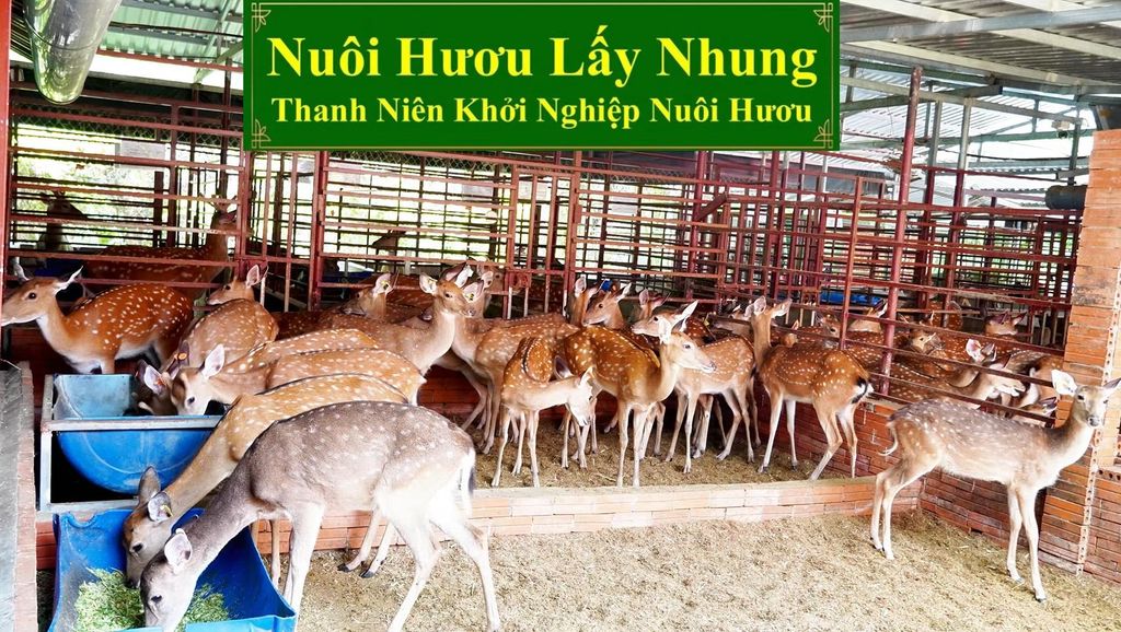 NUÔI HƯƠU LẤY NHUNG - THANH NIÊN KHỞI NGHIỆP NUÔI HƯƠU