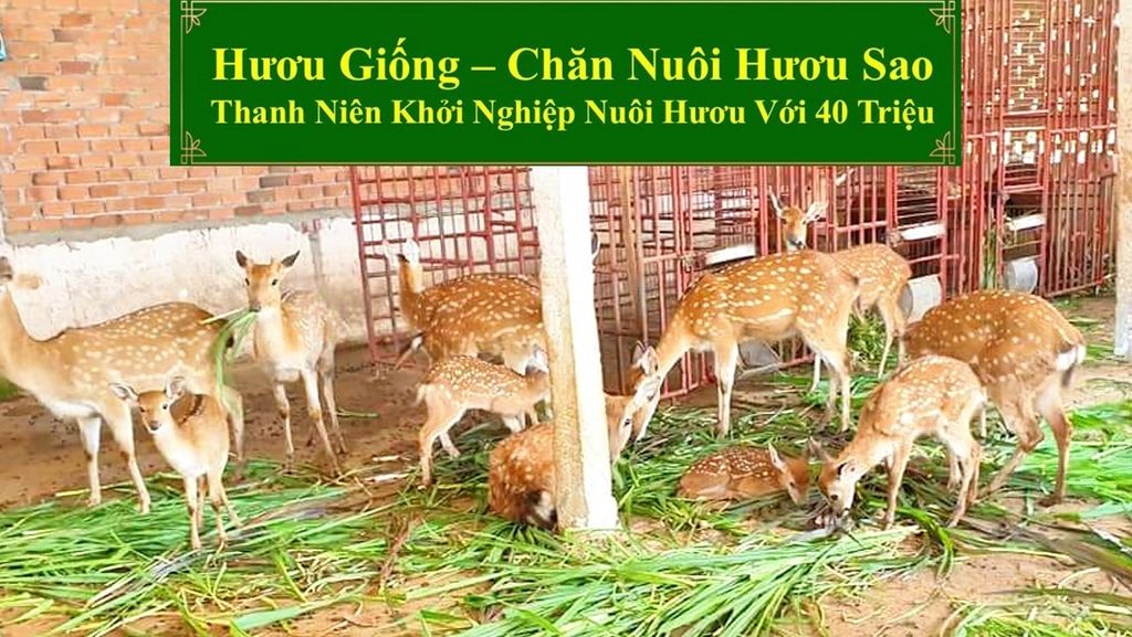 HƯƠU GIỐNG - CHĂN NUÔI HƯƠU SAO THANH NIÊN KHỞI NGHIỆP NUÔI HƯƠU VỚI 40 TRIỆU