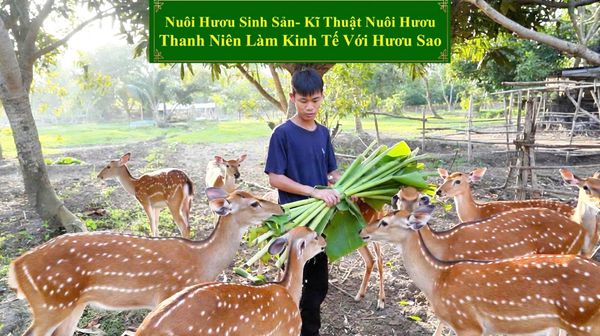 NUÔI HƯƠU SINH SẢN - KĨ THUẬT NUÔI HƯƠU THANH NIÊN LÀM KINH TẾ VỚI HƯƠU SAO