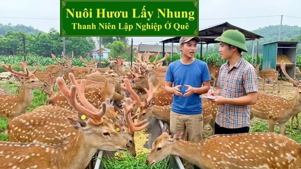 NUÔI HƯƠU LẤY NHUNG - THANH NIÊN LẬP NGHIỆP Ở QUÊ