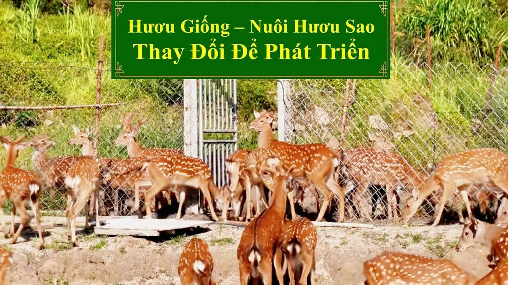 HƯƠU GIỐNG - NUÔI HƯƠU SAO THAY ĐỔI ĐỂ PHÁT TRIỂN