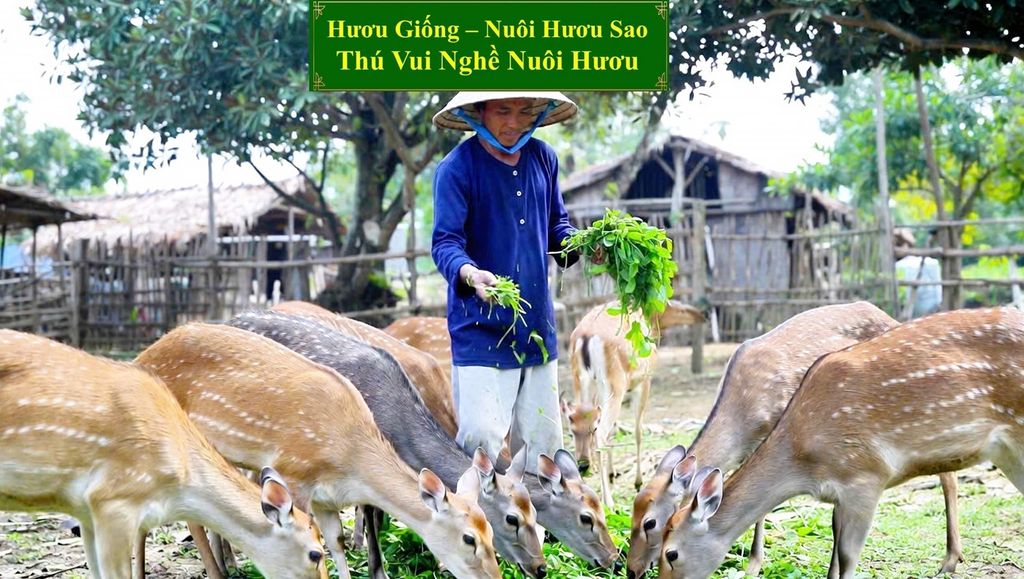 HƯƠU GIỐNG - NUÔI HƯƠU SAO THÚ VUI NGHỀ NUÔI HƯƠU