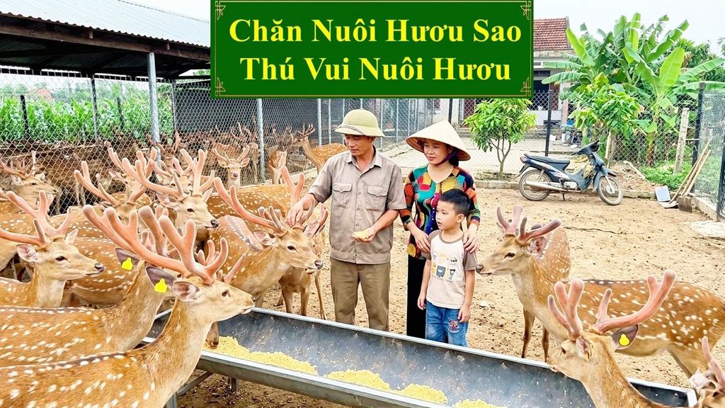 CHĂN NUÔI HƯƠU SAO - THÚ VUI NUÔI HƯƠU