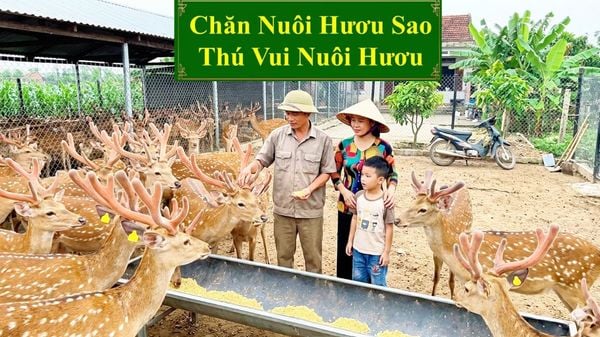 CHĂN NUÔI HƯƠU SAO - THÚ VUI NUÔI HƯƠU