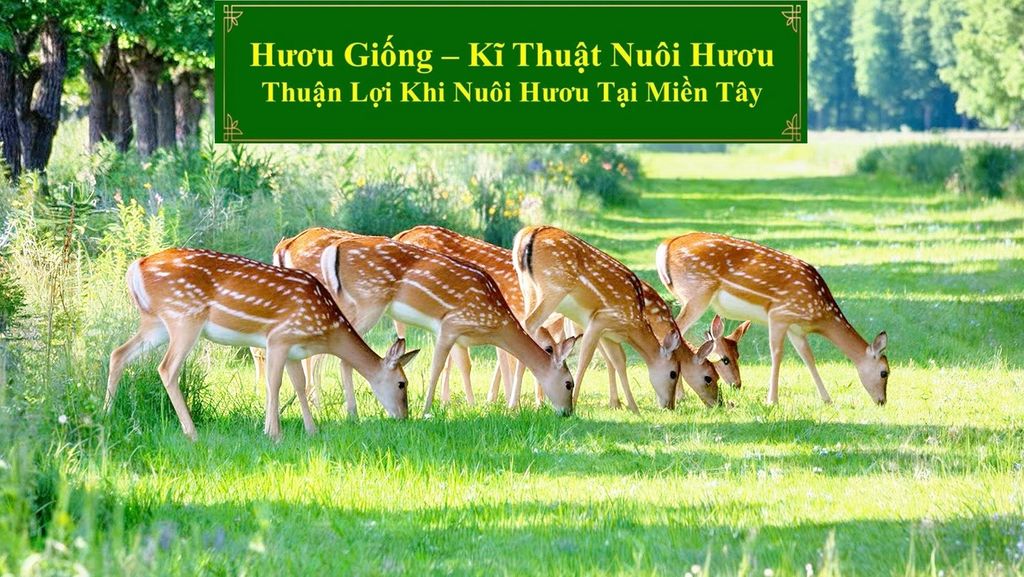 HƯƠU GIỐNG - KĨ THUẬT NUÔI HƯƠU THUẬN LỢI KHI NUÔI HƯƠU TẠI MIỀN TÂY