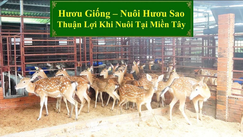 HƯƠU GIỐNG - NUÔI HƯƠU SAO THUẬN LỢI KHI NUÔI HƯƠU TẠI MIỀN TÂY