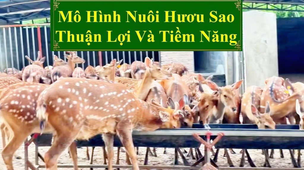 MÔ HÌNH NUÔI HƯƠU SAO - THUẬN LỢI VÀ TIỀM NĂNG