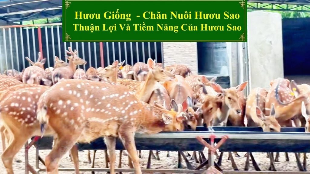 HƯƠU GIỐNG - CHĂN NUÔI HƯƠU SAO THUẬN LỢI VÀ TIỀM NĂNG CỦA HƯƠU SAO