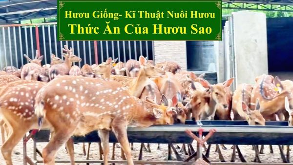 HƯƠU GIỐNG - KĨ THUẬT NUÔI HƯƠU THỨC ĂN CỦA HƯƠU SAO