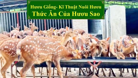 HƯƠU GIỐNG - KĨ THUẬT NUÔI HƯƠU THỨC ĂN CỦA HƯƠU SAO