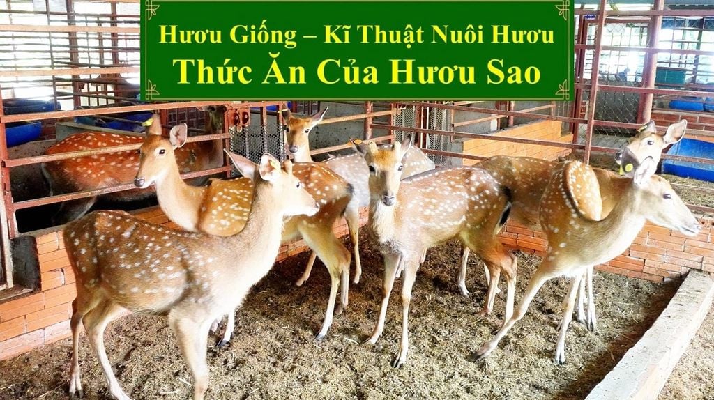 HƯƠU GIỐNG - KĨ THUẬT NUÔI HƯƠU SAO THỨC ĂN CỦA HƯƠU SAO