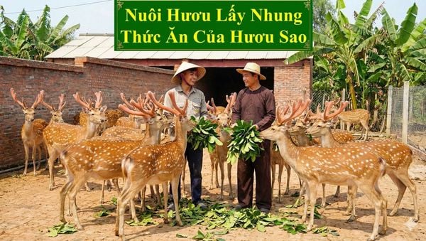 NUÔI HƯƠU LẤY NHUNG - THỨC ĂN CỦA HƯƠU SAO