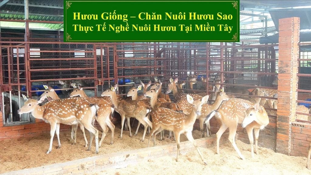 HƯƠU GIỐNG - CHĂN NUÔI HƯƠU SAO THỰC TẾ NGHỀ NUÔI HƯƠU TẠI MIỀN TÂY