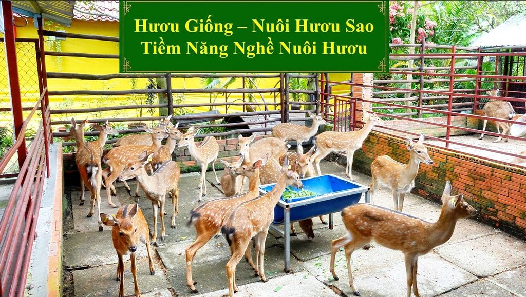HƯƠU GIỐNG - NUÔI HƯƠU SAO TIỀM NĂNG NGHỀ NUÔI HƯƠU