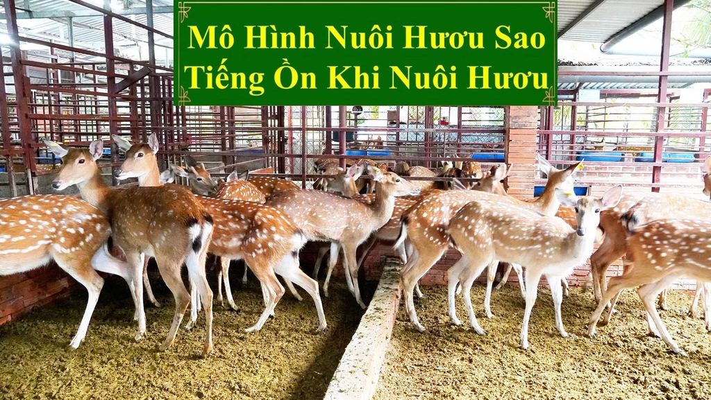 MÔ HÌNH NUÔI HƯƠU SAO - TIẾNG ỒN KHI NUÔI HƯƠU