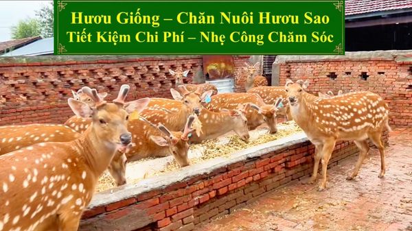 HƯƠU GIỐNG - CHĂN NUÔI HƯƠU SAO TIẾT KIỆM CHI PHÍ - NHẸ CÔNG CHĂM SÓC