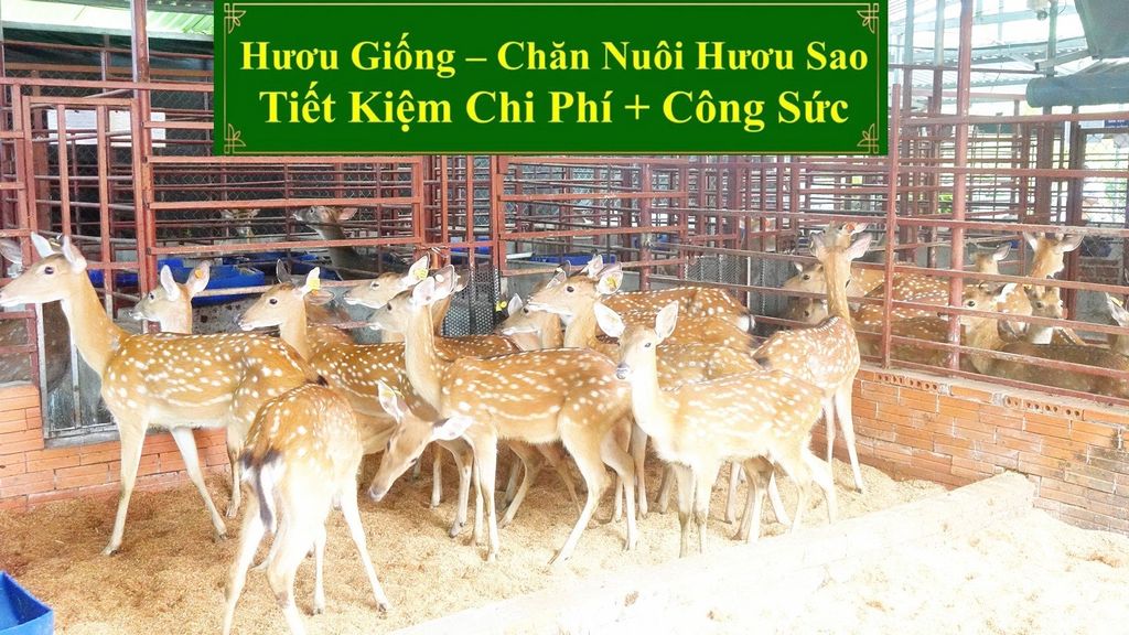 HƯƠU GIỐNG - CHĂN NUÔI HƯƠU SAO TIẾT KIỆM CHI PHÍ + CÔNG SỨC