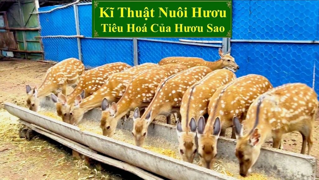 KĨ THUẬT NUÔI HƯƠU SAO - TIÊU HOÁ CỦA HƯƠU SAO