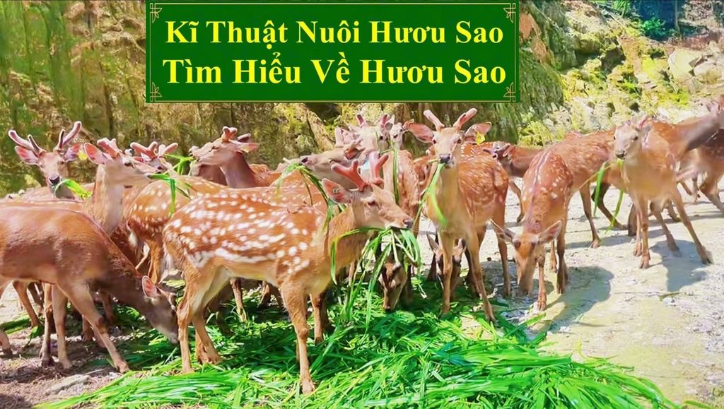 KĨ THUẬT NUÔI HƯƠU SAO - TÌM HIỂU VỀ HƯƠU SAO