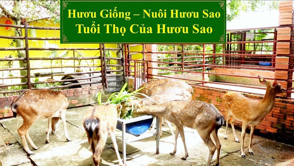 HƯƠU GIỐNG - NUÔI HƯƠU SAO TUỔI THỌ CỦA HƯƠU SAO