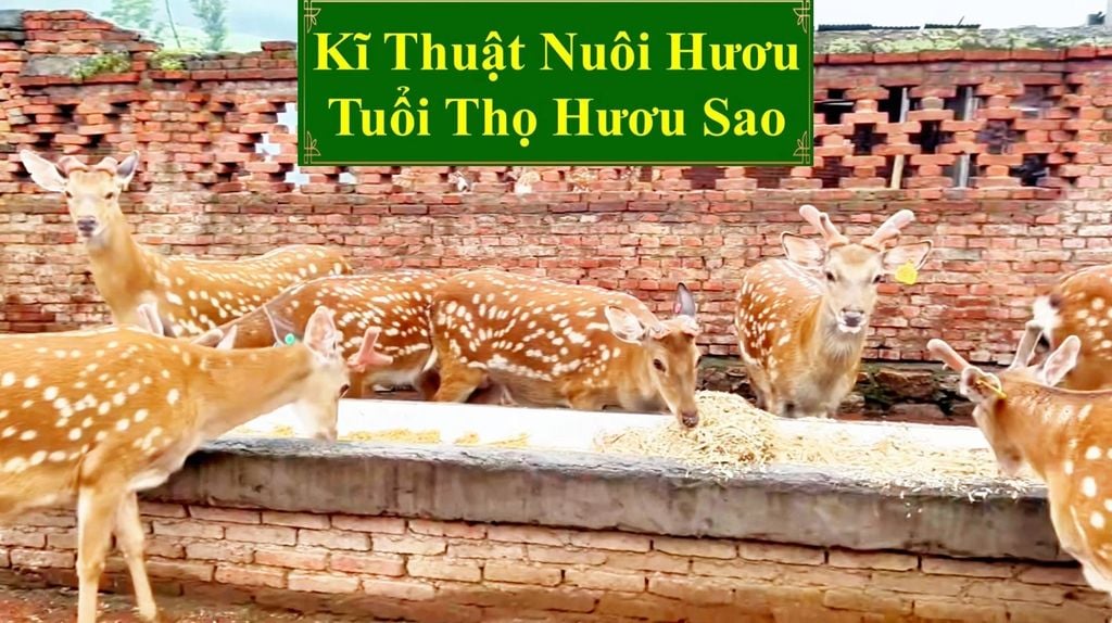KĨ THUẬT NUÔI HƯƠU SAO - TUỔI THỌ HƯƠU SAO