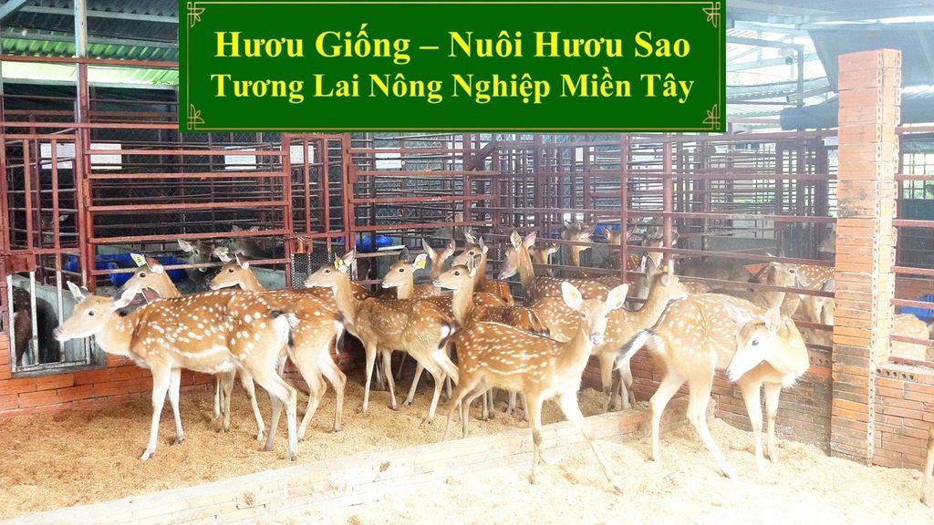 HƯƠU GIỐNG - NUÔI HƯƠU SAO TƯƠNG LAI NÔNG NGHIỆP MIỀN TÂY