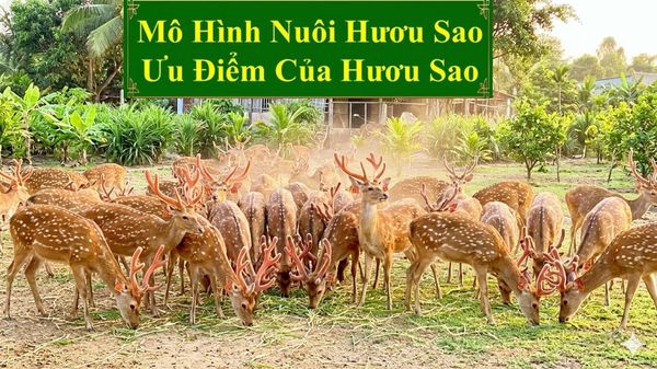 MÔ HÌNH NUÔI HƯƠU SAO - ƯU ĐIỂM CỦA HƯƠU SAO