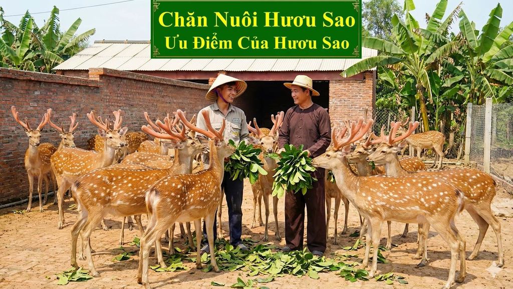 CHĂN NUÔI HƯƠU SAO - ƯU ĐIỂM CỦA HƯƠU SAO