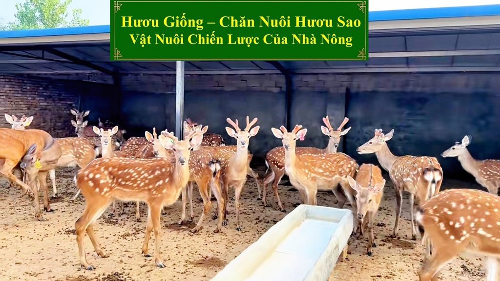 HƯƠU GIỐNG - CHĂN NUÔI HƯƠU SAO VẬT NUÔI CHIẾN LƯỢC CỦA NHÀ NÔNG
