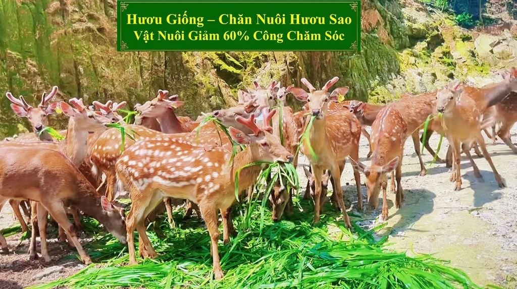 HƯƠU GIỐNG - CHĂN NUÔI HƯƠU SAO VẬT NUÔI GIẢM 60% CÔNG CHĂM SÓC