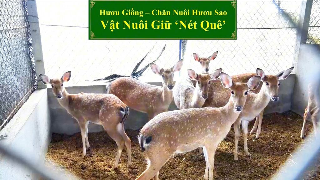 HƯƠU GIỐNG - CHĂN NUÔI HƯƠU SAO VẬT NUÔI GIỮ 