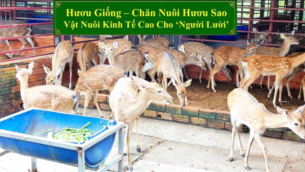 HƯƠU GIỐNG - CHĂN NUÔI HƯƠU SAO VẬT NUÔI KINH TẾ CAO CHO 