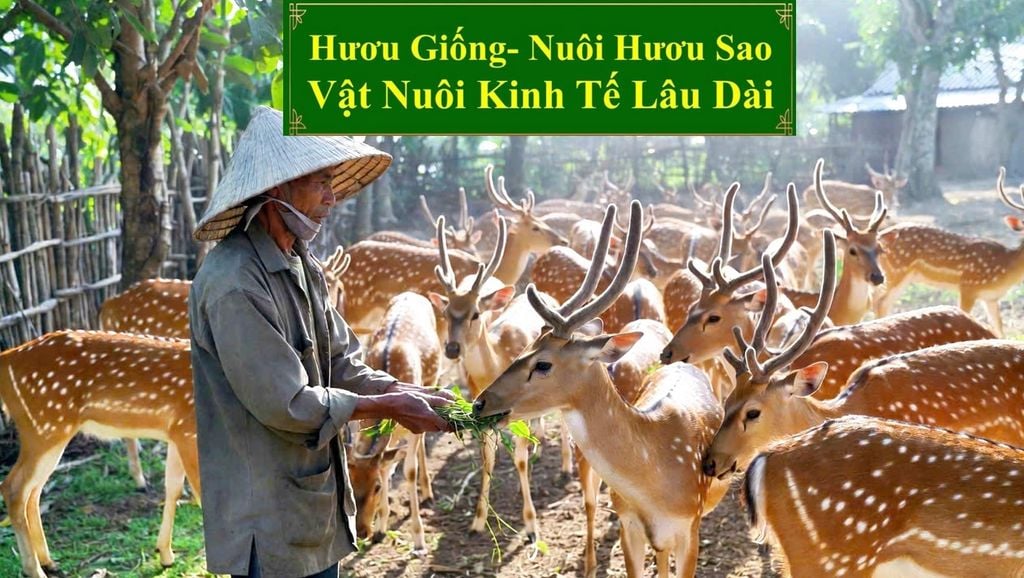 HƯƠU GIỐNG - NUÔI HƯƠU SAO VẬT NUÔI KINH TẾ LÂU DÀI