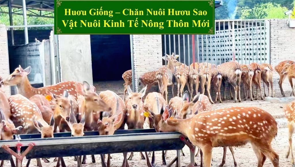 HƯƠU GIỐNG - CHĂN NUÔI HƯƠU SAO VẬT NUÔI KINH TẾ NÔNG THÔN MỚI